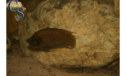 Altolamprologus compressiceps gold